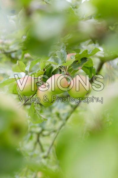 Malus domestica Groninger Kroon