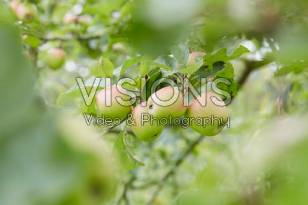 Malus domestica Groninger Kroon