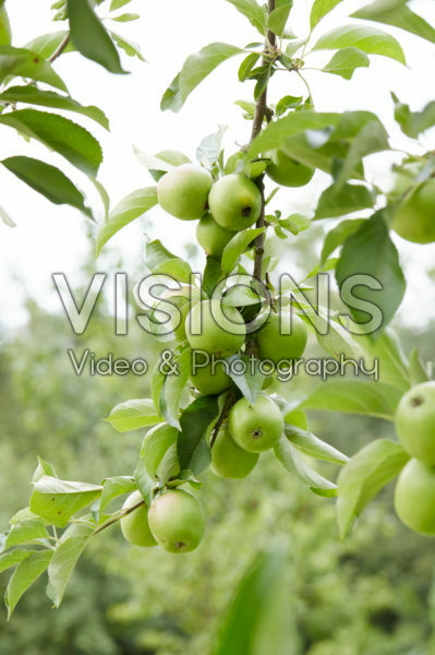 Malus domestica Jasappel Malus domestica Jasappel