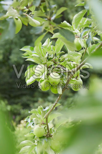 Malus domestica Jasappel