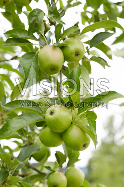 Malus domestica Jasappel Malus domestica Jasappel