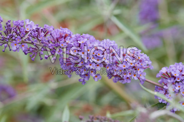 Buddleja davidii var. nanhoensis Buddleja davidii var. nanhoensis