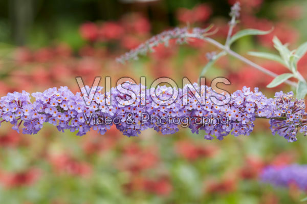 Buddleja davidii var. nanhoensis Buddleja davidii var. nanhoensis