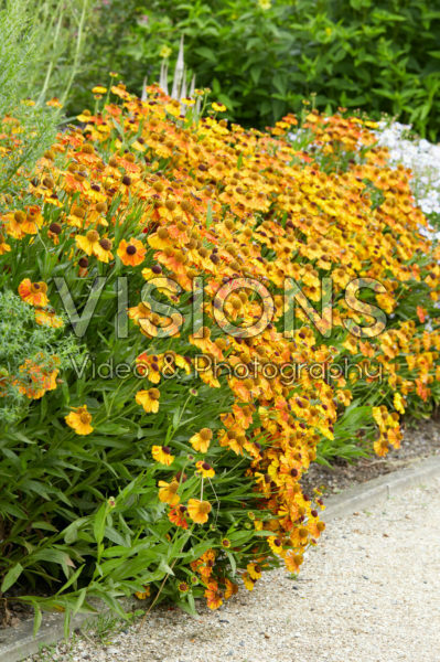 Helenium Sahin's Early Flowerer