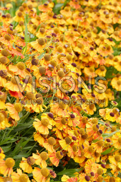 Helenium Sahin's Early Flowerer Helenium Sahin's Early Flowerer