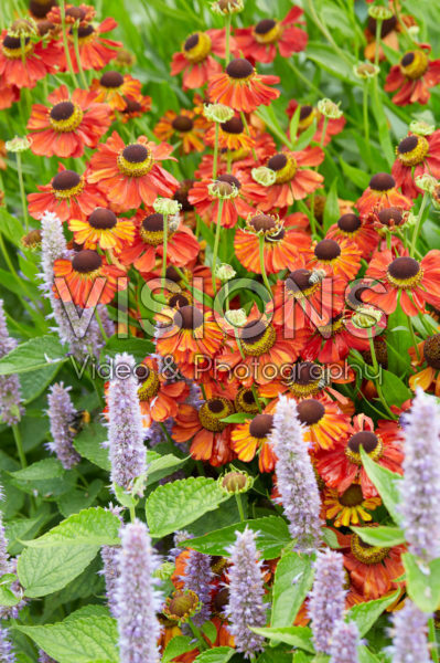Helenium Kupferzwerg