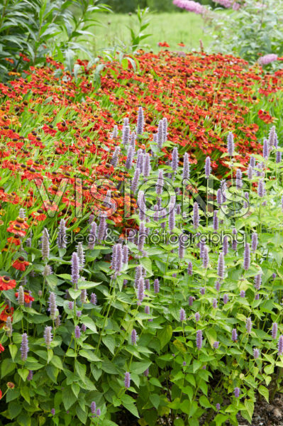 Helenium Kupferzwerg, Agastache
