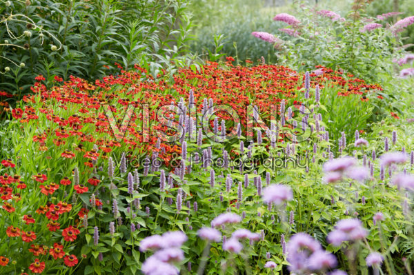 Helenium Kupferzwerg, Agastache