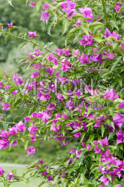 Bougainvillea glabra Bougainvillea glabra