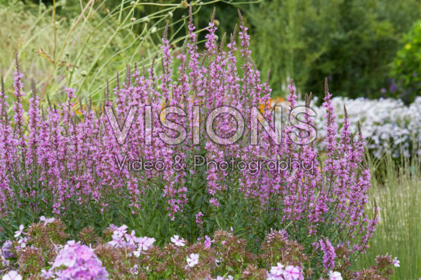 Lythrum virgatum Dropmore Purple Lythrum virgatum Dropmore Purple