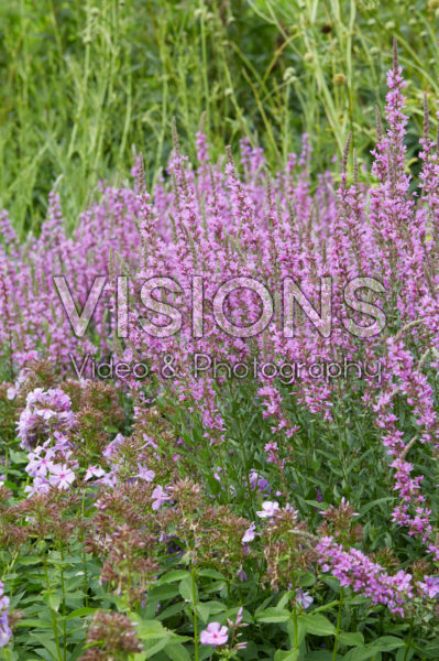 Lythrum virgatum Dropmore Purple Lythrum virgatum Dropmore Purple