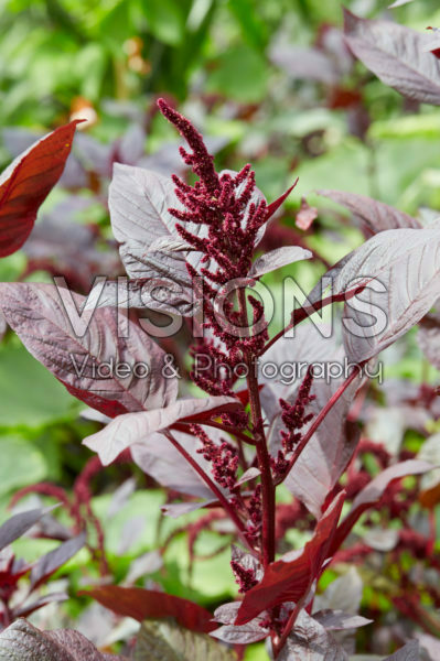 Amaranthus cruentus Hopi Red Dye Amaranthus cruentus Hopi Red Dye