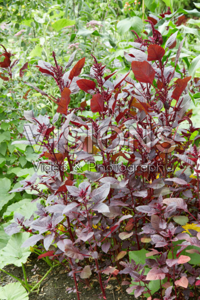 Amaranthus cruentus Hopi Red Dye