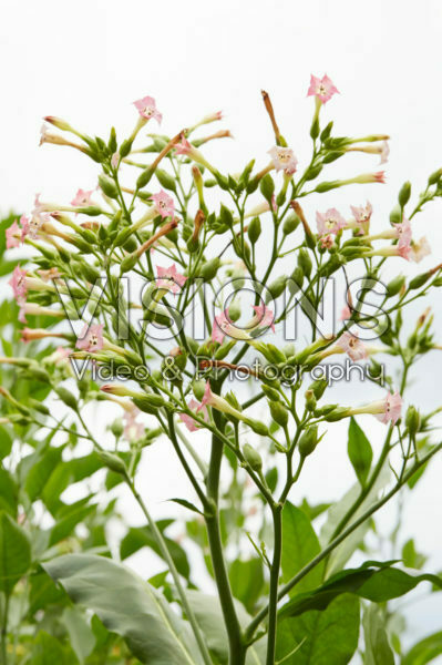 Nicotiana tabacum