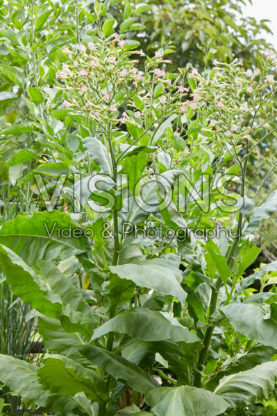 Nicotiana tabacum Nicotiana tabacum