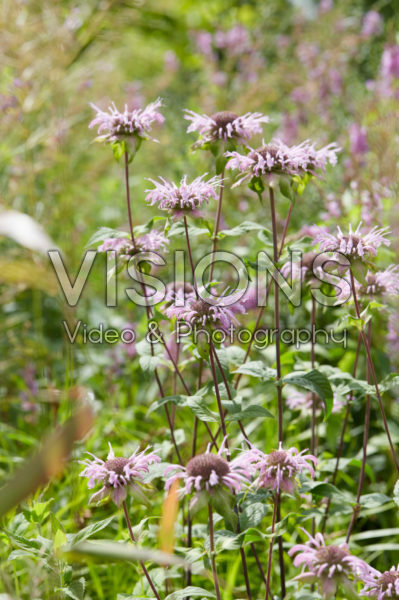 Monarda roze Monarda roze