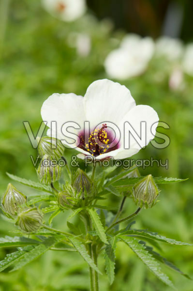 Hibiscus cannabinus Hibiscus cannabinus