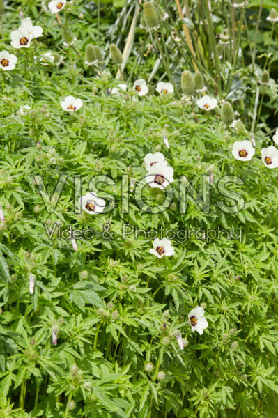 Hibiscus cannabinus Hibiscus cannabinus
