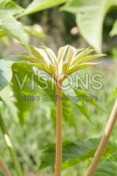 Tetrapanax papyrifer Steroidal Giant Tetrapanax papyrifer Steroidal Giant