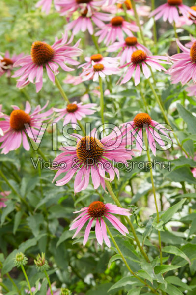 Echinacea purpurea 