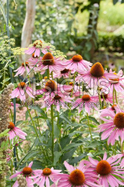 Echinacea purpurea Echinacea purpurea