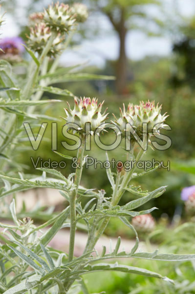 Cynara scolymus Cynara scolymus