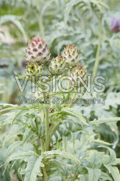 Cynara scolymus Cynara scolymus