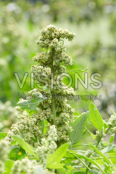 Chenopodium quinoa Faro Chenopodium quinoa Faro