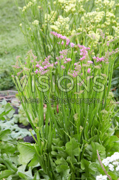 Limonium sinuatum Limonium sinuatum