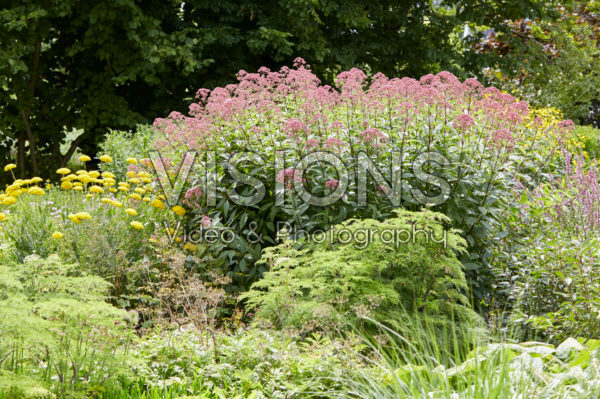 Perennial garden Perennial garden