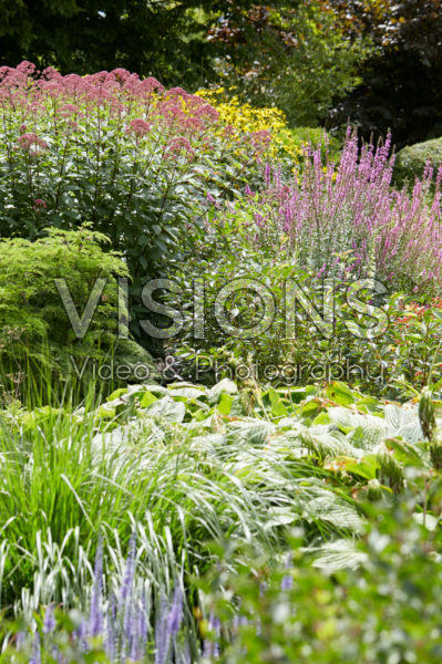Vaste planten tuin Vaste planten tuin
