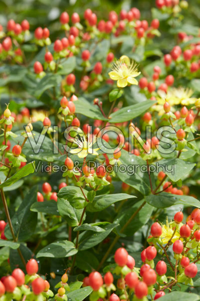 Hypericum x inodorum Excellent Flair Hypericum x inodorum Excellent Flair