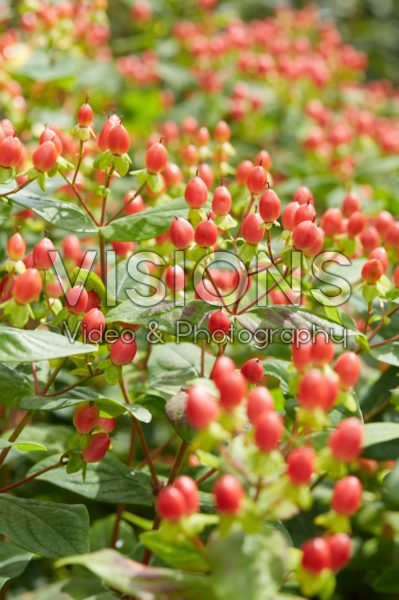 Hypericum x inodorum Excellent Flair Hypericum x inodorum Excellent Flair