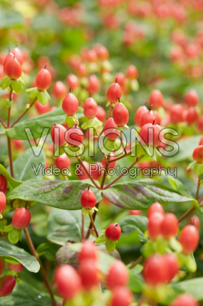 Hypericum x inodorum Excellent Flair Hypericum x inodorum Excellent Flair