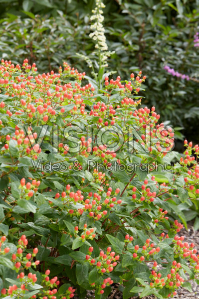 Hypericum x Inodorum Excellent Flair Hypericum x Inodorum Excellent Flair