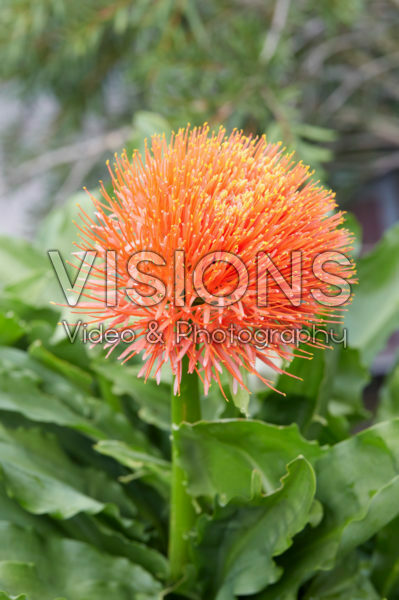Scadoxus multiflorus subsp. katherinae Scadoxus multiflorus subsp. katherinae