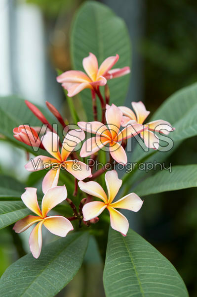 Plumeria rubra Pattaya Star Plumeria rubra Pattaya Star