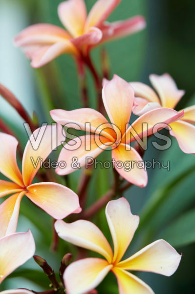 Plumeria rubra Pattaya Star