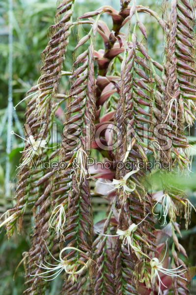 Alcantarea imperialis Alcantarea imperialis