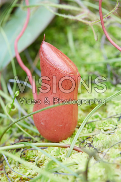 Nepenthes x Linda Nepenthes x Linda