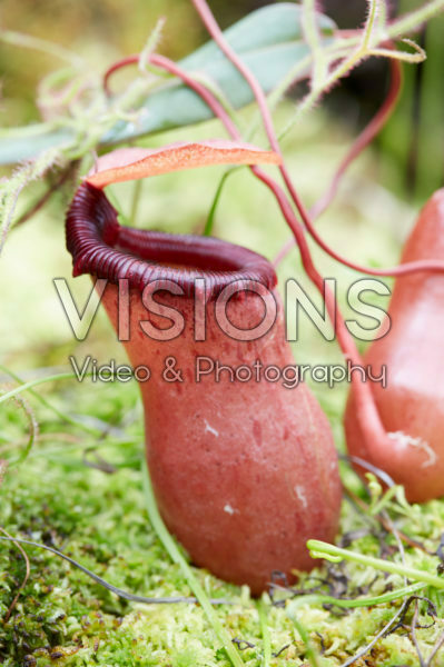 Nepenthes x Linda Nepenthes x Linda