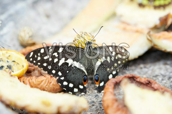 Papilio demoleus, Lime butterfly