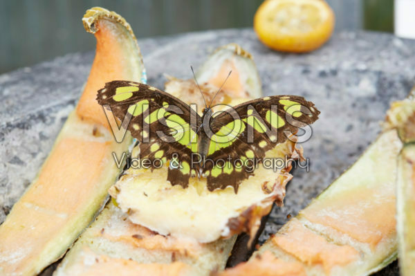 Siproeta stelenes, Malachietvlinder Siproeta stelenes, Malachietvlinder