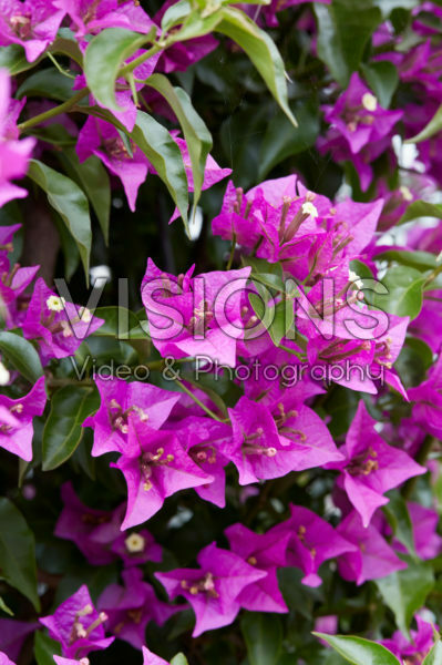 Bougainvillea glabra Bougainvillea glabra