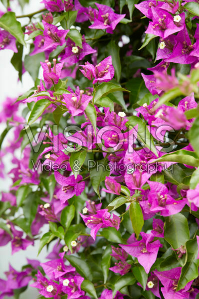 Bougainvillea glabra Bougainvillea glabra