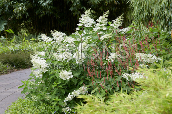Hydrangea paniculata Floribunda Hydrangea paniculata Floribunda