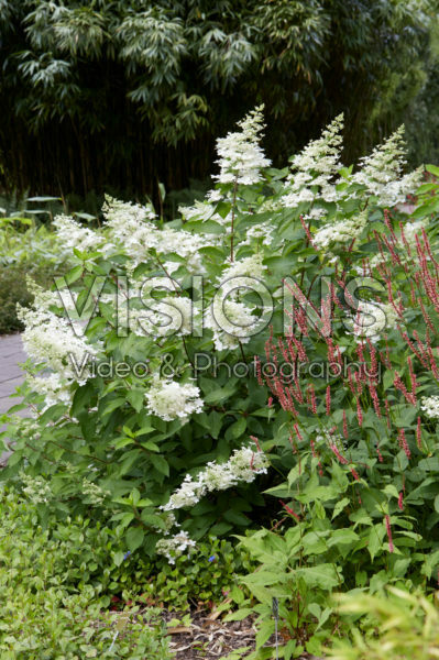 Hydrangea paniculata Floribunda Hydrangea paniculata Floribunda