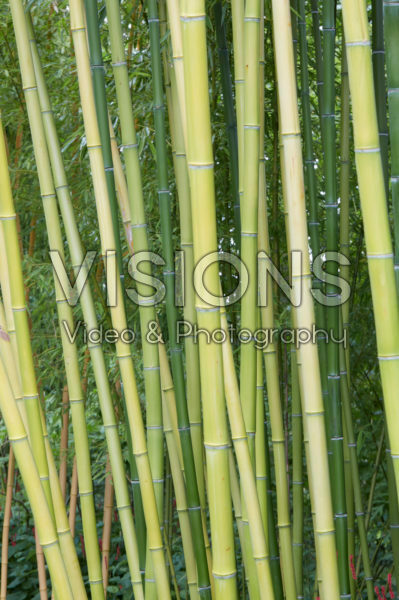 Bamboo Bamboo