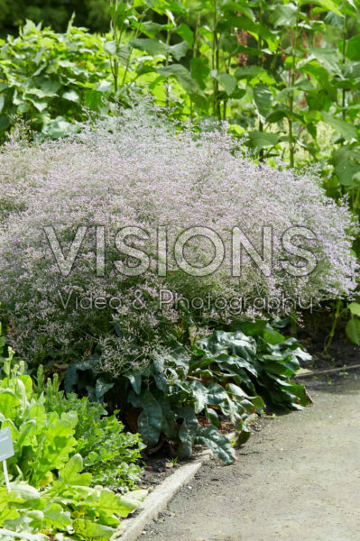 Limonium latifolium