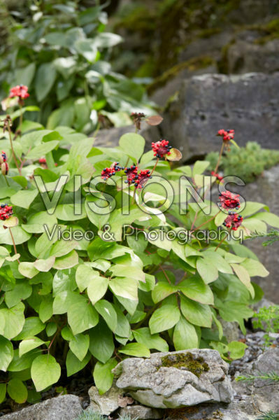 Clerodendrum trichotomum Clerodendrum trichotomum